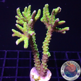 Anacropora forbesi „Green Goblin“ WYSIWYG „AD Special“