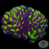 Euphyllia baliensis „Hologramm“