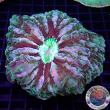 Cynarina macassarensis „Toxic Cat“ WYSIWYG