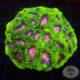 Favia spp. „Space Monkey“ WYSIWYG