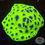 Diploastrea heliopora „Blueberry Pie“ WYSIWYG