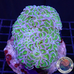 Euphyllia ancora „Bicolor“ WYSIWYG „AD Special“