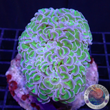 Euphyllia ancora „Bicolor“ WYSIWYG „AD Special“