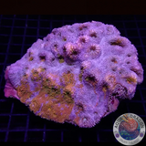 Echinophyllia aspera „Royal“ WYSIWYG