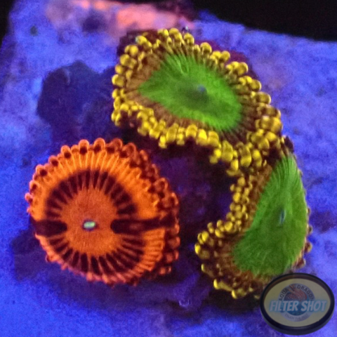 Krustenanemonen „Electric Oompa Loompa & VDM“ WYSIWYG „AD Special“