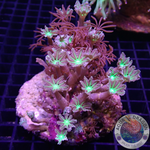 Clavularia spp. „Dark & Toxic“ WYSIWYG