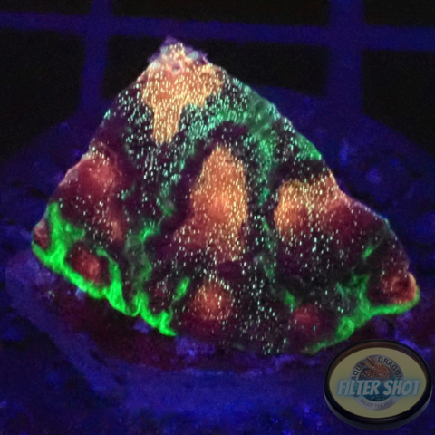 Favia spp. „Bejeweled“ AD Special