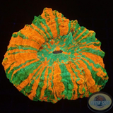 Acanthophyllia deshayesiana „RBA“ WYSIWYG