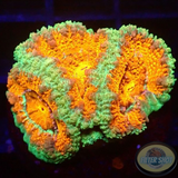 Micromussa spp. „Deep O“ AD Special
