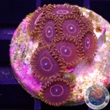 Krustenanemonen „Red Hornet“ WYSIWYG