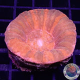Homophyllia australis „Pumpkin“ WYSIWYG