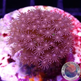 Porites spp. „Caribe Bay“ WYSIWYG „AD Special“