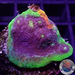 Echinophyllia aspera „Rainbow Bugatti“ 🌈 WYSIWYG