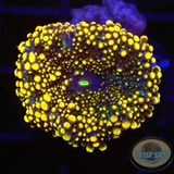 Ricordea yuma „Godzilla“ AD Special