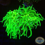 Euphyllia glabrescens „She Hulk“ WYSIWYG „AD Special“