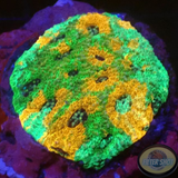 Acanthastrea echibata „Turtle Ninja“ WYSIWYG „AD Special“