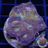 Acanthastrea echinata „Ink Splash“ WYSIWYG „AD Special“