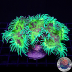 Catalaphyllia jardinei “Reactor Leak” WYSIWYG
