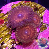 Krustenanemonen „Devils Armor“ WYSIWYG