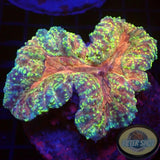 Lobophyllia spp. „Rainbow“ 🌈 WYSIWYG „AD Special“