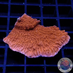 Montipora spp. „Ultra Leaf“