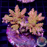 Acropora selago „Pikachu“ WYSIWYG
