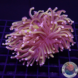 Euphyllia cristata „Jumbo 24K“ WYSIWYG