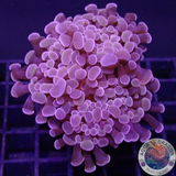 Euphyllia baliensis „Deep Purple“