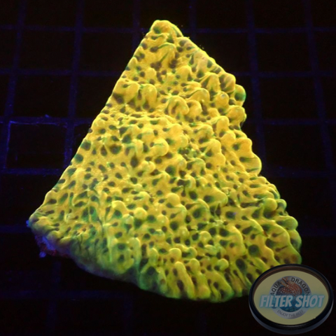 Montipora spp. “Crazy T” WYSIWG “AD Special”
