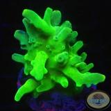 Acropora austera „Kryptonite“ WYSIWYG „AD Special“