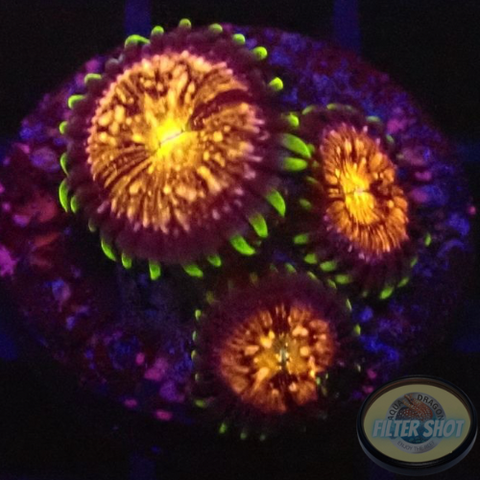 Krustenanemonen „Nirvana“ WYSIWYG