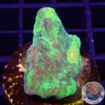 Pectinia spp. „Space Invader“ WYSIWYG