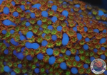 Montipora spp. 🌈 „Rainbow“ AD Special