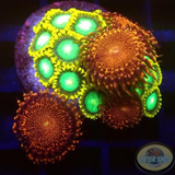 Krustenanemonen Radioactive Campfire“ WYSIWYG „AD Special“