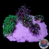 Euphyllia glabrescens „Funky Island“ WYSIWYG „AD Special“