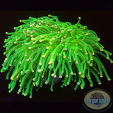 Euphyllia glabrescens „Jumbo Candy“ WYSIWYG „AD Special“