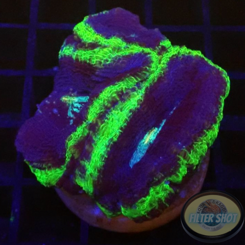 Homophyllia bowerbanki „UFO“ 🛸 WYSIWYG „AD Special“