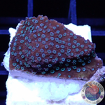 Montipora spp. „Cactus“ WYSIWYG