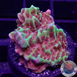 Montipora spp. „Jedi Mind Trick“ WYSIWYG „AD Special“