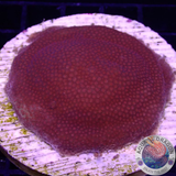 Montipora spp. „Flame Dotty“ WYSIWYG „AD Special“