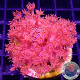Goniopora spp. „Johny Blaze“ WYSIWYG „AD Special“