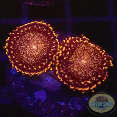 Krustenanemonen „Campfire“ WYSIWYG „AD Special“