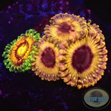 Krustenanemonen „Rainbow Walker“ WYSIWYG „AD Special“