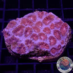 Favia spp. „Superman“ WYSIWYG „AD Special“