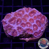 Favia spp. „Superman“ WYSIWYG „AD Special“