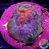 Echinophyllia spp. „Rainbow Bugatti“ WYSIWYG