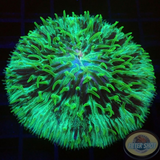 Fungia spp. „Darth Mint“ WYSIWYG „AD Special“