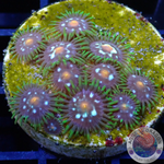 Krustenanemonen „Stargazer“ WYSIWYG