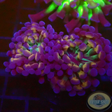 Euphyllia baliensis „Voodoo“ AD Special