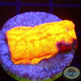Leptoseris spp. „Gold Lab“